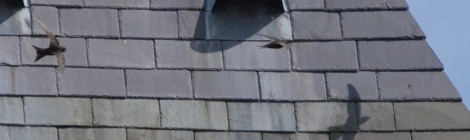 Swifts flying around the Museum tower